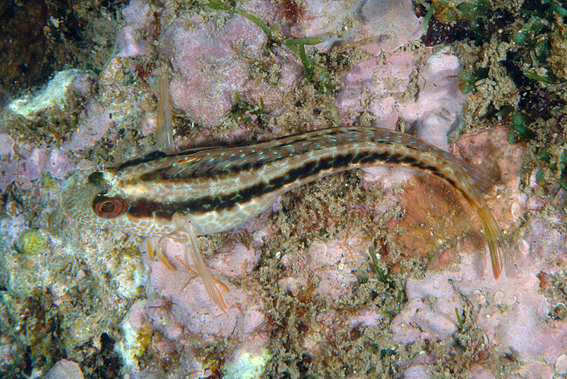 Blennidi